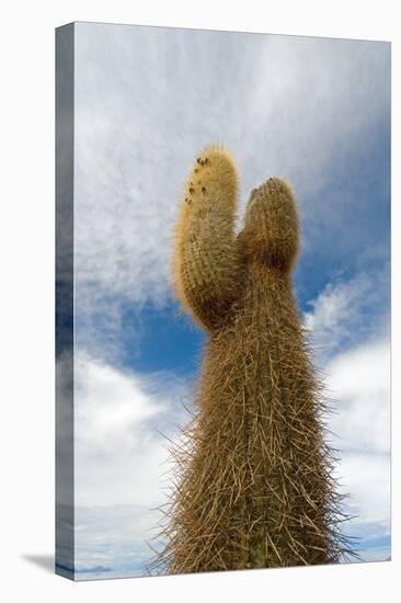 Cardon Cactus at Isla De Pescado, Bolivia-javarman-Stretched Canvas