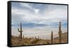 Cardon Cactus at Isla De Pescado, Bolivia-javarman-Framed Stretched Canvas