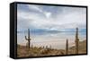 Cardon Cactus at Isla De Pescado, Bolivia-javarman-Framed Stretched Canvas