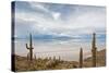 Cardon Cactus at Isla De Pescado, Bolivia-javarman-Stretched Canvas