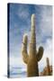 Cardon Cactus at Isla De Pescado, Bolivia-javarman-Stretched Canvas