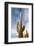 Cardon Cactus at Isla De Pescado, Bolivia-javarman-Framed Photographic Print