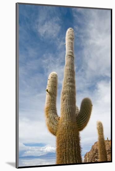 Cardon Cactus at Isla De Pescado, Bolivia-javarman-Mounted Photographic Print