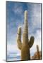 Cardon Cactus at Isla De Pescado, Bolivia-javarman-Mounted Photographic Print