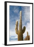 Cardon Cactus at Isla De Pescado, Bolivia-javarman-Framed Photographic Print