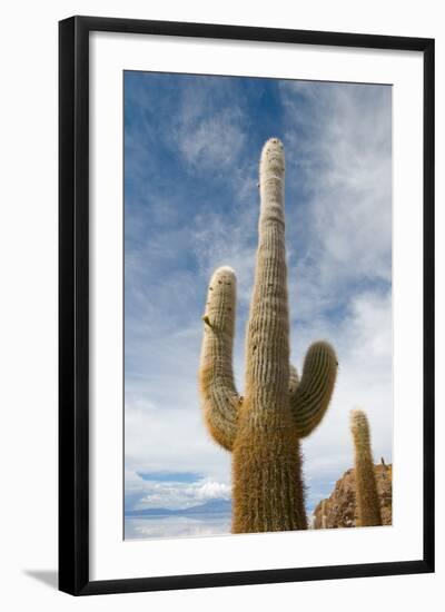 Cardon Cactus at Isla De Pescado, Bolivia-javarman-Framed Photographic Print