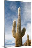 Cardon Cactus at Isla De Pescado, Bolivia-javarman-Mounted Photographic Print