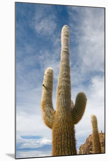 Cardon Cactus at Isla De Pescado, Bolivia-javarman-Mounted Photographic Print