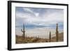 Cardon Cactus at Isla De Pescado, Bolivia-javarman-Framed Photographic Print