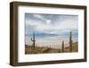 Cardon Cactus at Isla De Pescado, Bolivia-javarman-Framed Photographic Print