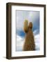 Cardon Cactus at Isla De Pescado, Bolivia-javarman-Framed Photographic Print