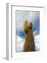 Cardon Cactus at Isla De Pescado, Bolivia-javarman-Framed Photographic Print