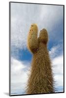 Cardon Cactus at Isla De Pescado, Bolivia-javarman-Mounted Photographic Print