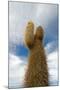 Cardon Cactus at Isla De Pescado, Bolivia-javarman-Mounted Photographic Print