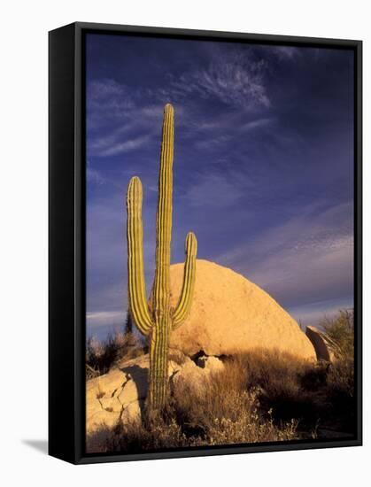 Cardon Cactus, Catavina Desert National Reserve, Baja del Norte, Mexico-Gavriel Jecan-Framed Stretched Canvas