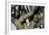 Cardon Cactus in Baja California, 2004-Pedro Diego Alvarado-Framed Giclee Print