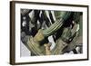 Cardon Cactus in Baja California, 2004-Pedro Diego Alvarado-Framed Giclee Print