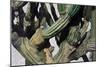 Cardon Cactus in Baja California, 2004-Pedro Diego Alvarado-Mounted Giclee Print