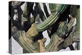 Cardon Cactus in Baja California, 2004-Pedro Diego Alvarado-Stretched Canvas