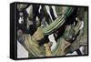 Cardon Cactus in Baja California, 2004-Pedro Diego Alvarado-Framed Stretched Canvas