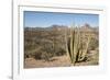 Cardon cactus, near Loreto, Baja California, Mexico, North America-Tony Waltham-Framed Photographic Print