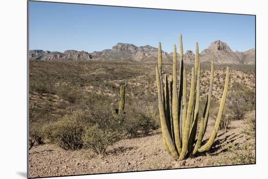 Cardon cactus, near Loreto, Baja California, Mexico, North America-Tony Waltham-Mounted Photographic Print