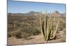 Cardon cactus, near Loreto, Baja California, Mexico, North America-Tony Waltham-Mounted Photographic Print