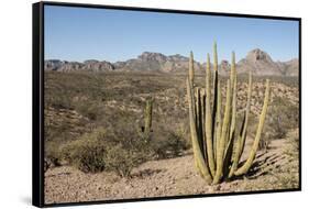 Cardon cactus, near Loreto, Baja California, Mexico, North America-Tony Waltham-Framed Stretched Canvas