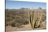 Cardon cactus, near Loreto, Baja California, Mexico, North America-Tony Waltham-Stretched Canvas