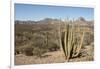 Cardon cactus, near Loreto, Baja California, Mexico, North America-Tony Waltham-Framed Photographic Print