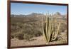 Cardon cactus, near Loreto, Baja California, Mexico, North America-Tony Waltham-Framed Photographic Print