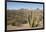 Cardon cactus, near Loreto, Baja California, Mexico, North America-Tony Waltham-Framed Photographic Print