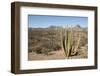 Cardon cactus, near Loreto, Baja California, Mexico, North America-Tony Waltham-Framed Photographic Print