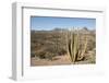 Cardon cactus, near Loreto, Baja California, Mexico, North America-Tony Waltham-Framed Photographic Print