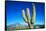 Cardon Cactus near Mountains-B.S.P.I.-Framed Stretched Canvas