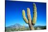 Cardon Cactus near Mountains-B.S.P.I.-Stretched Canvas