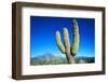 Cardon Cactus near Mountains-B.S.P.I.-Framed Photographic Print