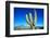 Cardon Cactus near Mountains-B.S.P.I.-Framed Photographic Print