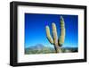 Cardon Cactus near Mountains-B.S.P.I.-Framed Photographic Print