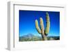 Cardon Cactus near Mountains-B.S.P.I.-Framed Photographic Print