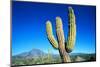 Cardon Cactus near Mountains-B.S.P.I.-Mounted Photographic Print