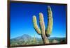 Cardon Cactus near Mountains-B.S.P.I.-Framed Photographic Print