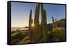 Cardon Cactus (Pachycereus Pringlei) at Sunset on Isla Santa Catalina, Baja California Sur, Mexico-Michael Nolan-Framed Stretched Canvas