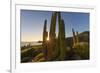 Cardon Cactus (Pachycereus Pringlei) at Sunset on Isla Santa Catalina, Baja California Sur, Mexico-Michael Nolan-Framed Photographic Print