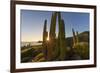 Cardon Cactus (Pachycereus Pringlei) at Sunset on Isla Santa Catalina, Baja California Sur, Mexico-Michael Nolan-Framed Photographic Print