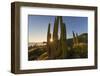 Cardon Cactus (Pachycereus Pringlei) at Sunset on Isla Santa Catalina, Baja California Sur, Mexico-Michael Nolan-Framed Photographic Print