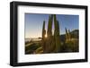 Cardon Cactus (Pachycereus Pringlei) at Sunset on Isla Santa Catalina, Baja California Sur, Mexico-Michael Nolan-Framed Photographic Print