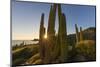 Cardon Cactus (Pachycereus Pringlei) at Sunset on Isla Santa Catalina, Baja California Sur, Mexico-Michael Nolan-Mounted Photographic Print