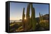 Cardon Cactus (Pachycereus Pringlei) at Sunset on Isla Santa Catalina, Baja California Sur, Mexico-Michael Nolan-Framed Stretched Canvas