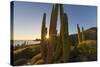 Cardon Cactus (Pachycereus Pringlei) at Sunset on Isla Santa Catalina, Baja California Sur, Mexico-Michael Nolan-Stretched Canvas